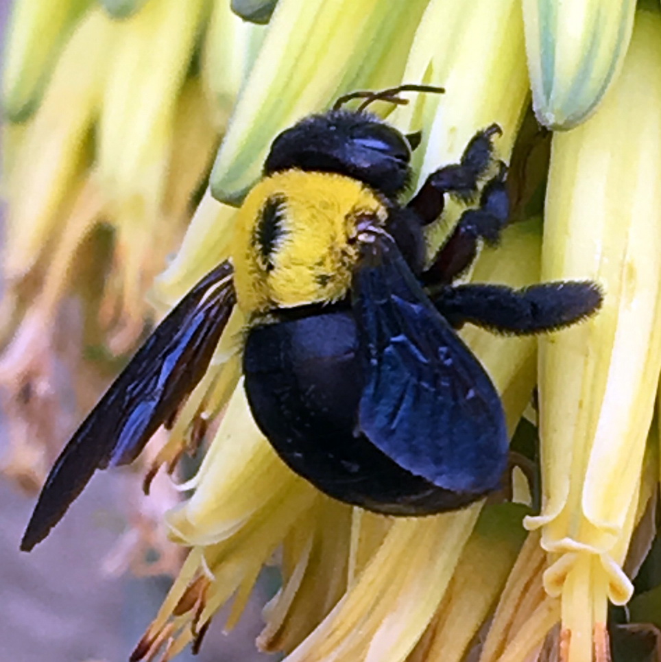 Apidae: Xylocopa pubescens (cfr.) di Capo Verde